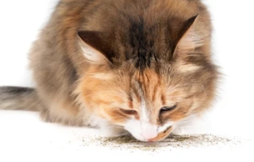 Katzenminze gemahlen 100g